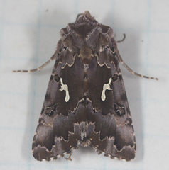Autographa corusca