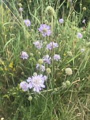Scabiosa canescens