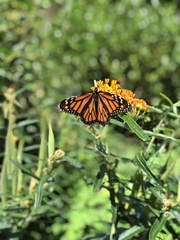 Danaus plexippus