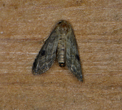 Abablemma brimleyana