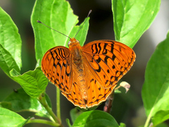 Speyeria coronis semiramis