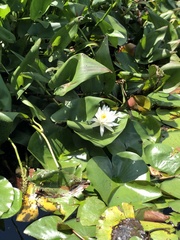 Nymphaea odorata