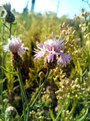 Centaurea pseudomaculosa