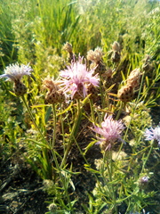 Centaurea pseudomaculosa