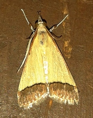 Pseudonoorda rubricostalis