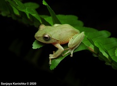 Pseudophilautus viridis