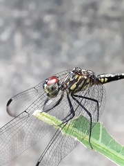 Dythemis sterilis