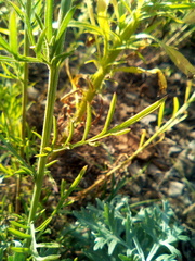 Centaurea pseudomaculosa
