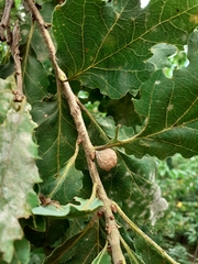 Andricus infectorius