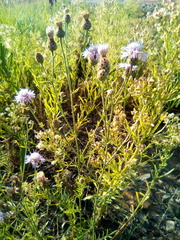 Centaurea pseudomaculosa