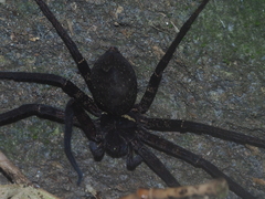 Heteropoda tetrica