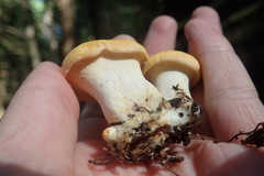 Cantharellus subalbidus
