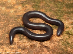 Ichthyophis orthoplicatus