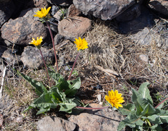 Balsamorhiza serrata