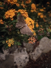 Dicrognophos sartata