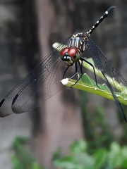 Dythemis sterilis