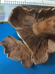 Lactifluus