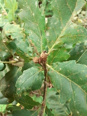 Andricus galeatus