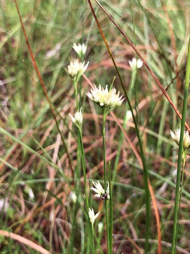 white beak-sedge