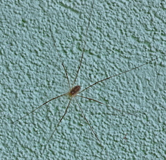 Opilio parietinus