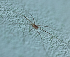 Opilio parietinus