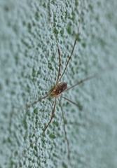 Opilio parietinus