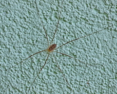 Opilio parietinus
