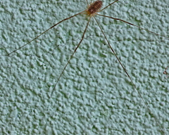 Opilio parietinus