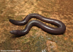 Ichthyophis orthoplicatus