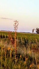 Eryngium paniculatum
