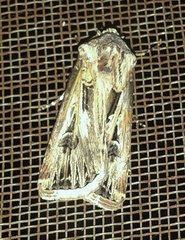 Agrotis spinifera