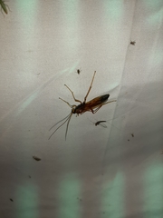 Opheltes glaucopterus barberi