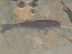 Barbodes binotatus