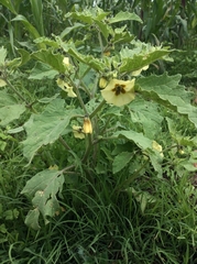 Physalis chenopodifolia
