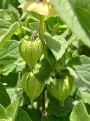 Physalis chenopodifolia