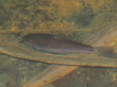 Barbodes binotatus