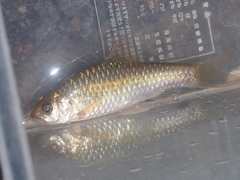 Barbodes binotatus