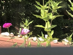 Archilochus colubris