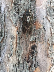 Graptopsaltria nigrofuscata