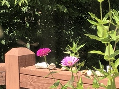 Archilochus colubris