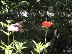 Archilochus colubris