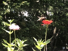 Archilochus colubris