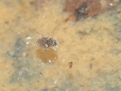 Ochteridae