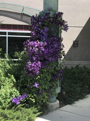 Clematis × jackmanii