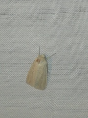 Pareuchaetes insulata