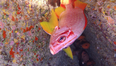 Sargocentron spiniferum