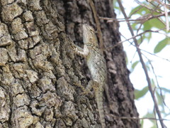 Sceloporus clarkii clarkii