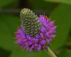 Dalea compacta