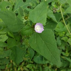 Anoda acerifolia
