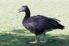 Anatidae